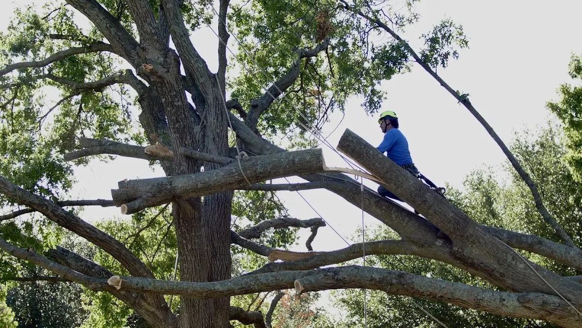 Professional Hazardous Tree Removal performed by certified arborists in Thaxton