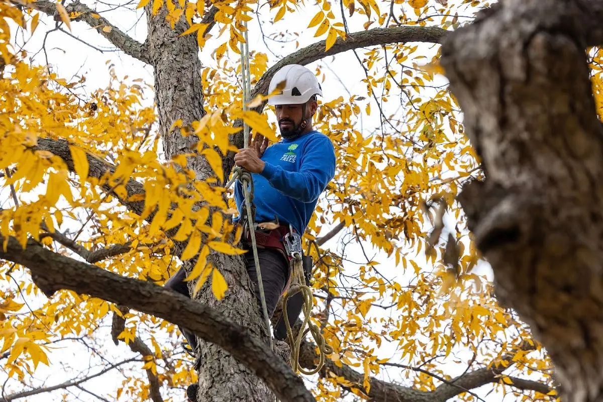Skilled Tree Transplanting crew working in Thaxton
